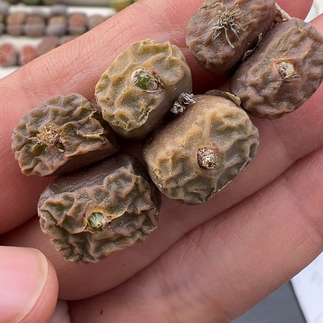 12.12好看的多肉脱土发货826