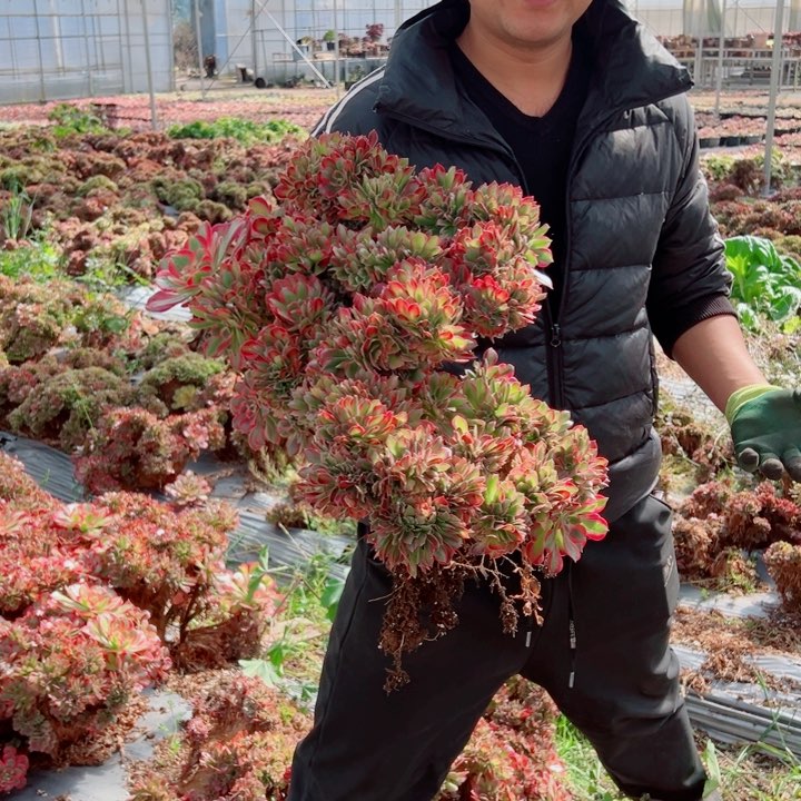 Y****O超大颗女郎醉话多肉法师11号