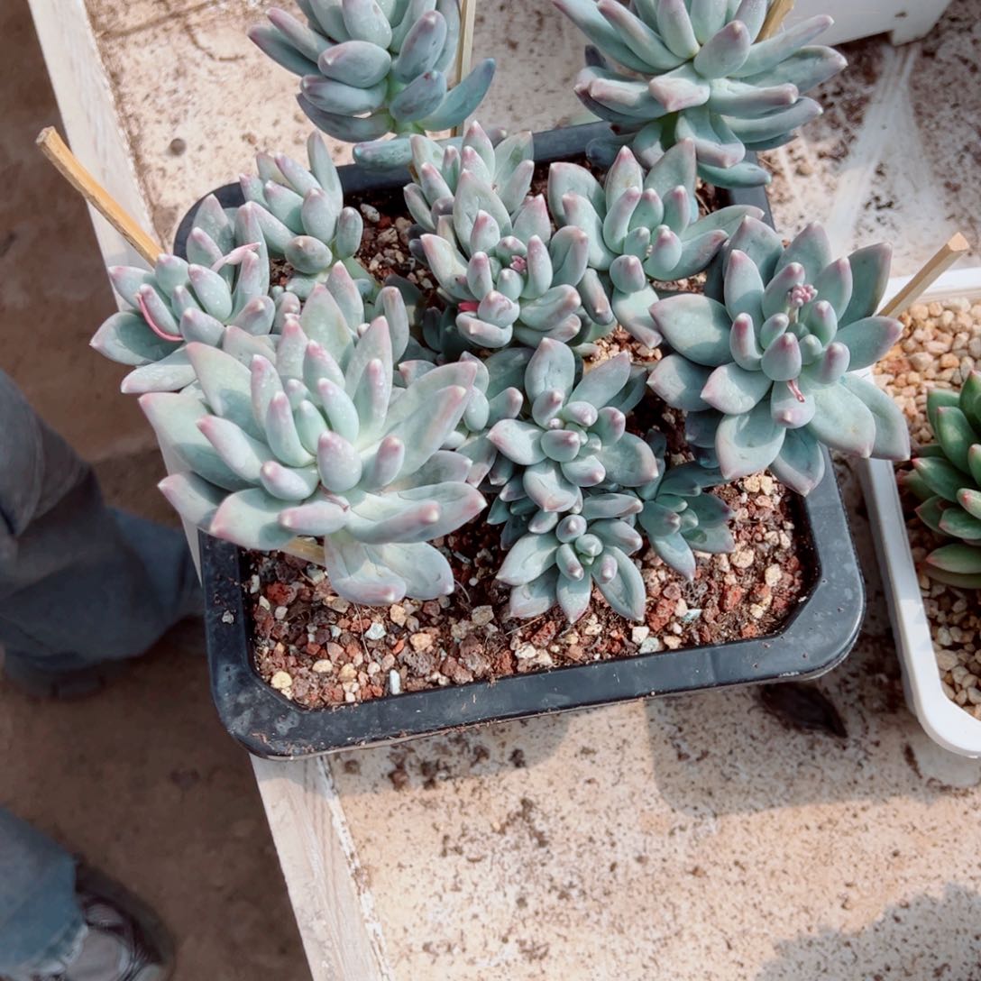 星空美人多肉植物00000