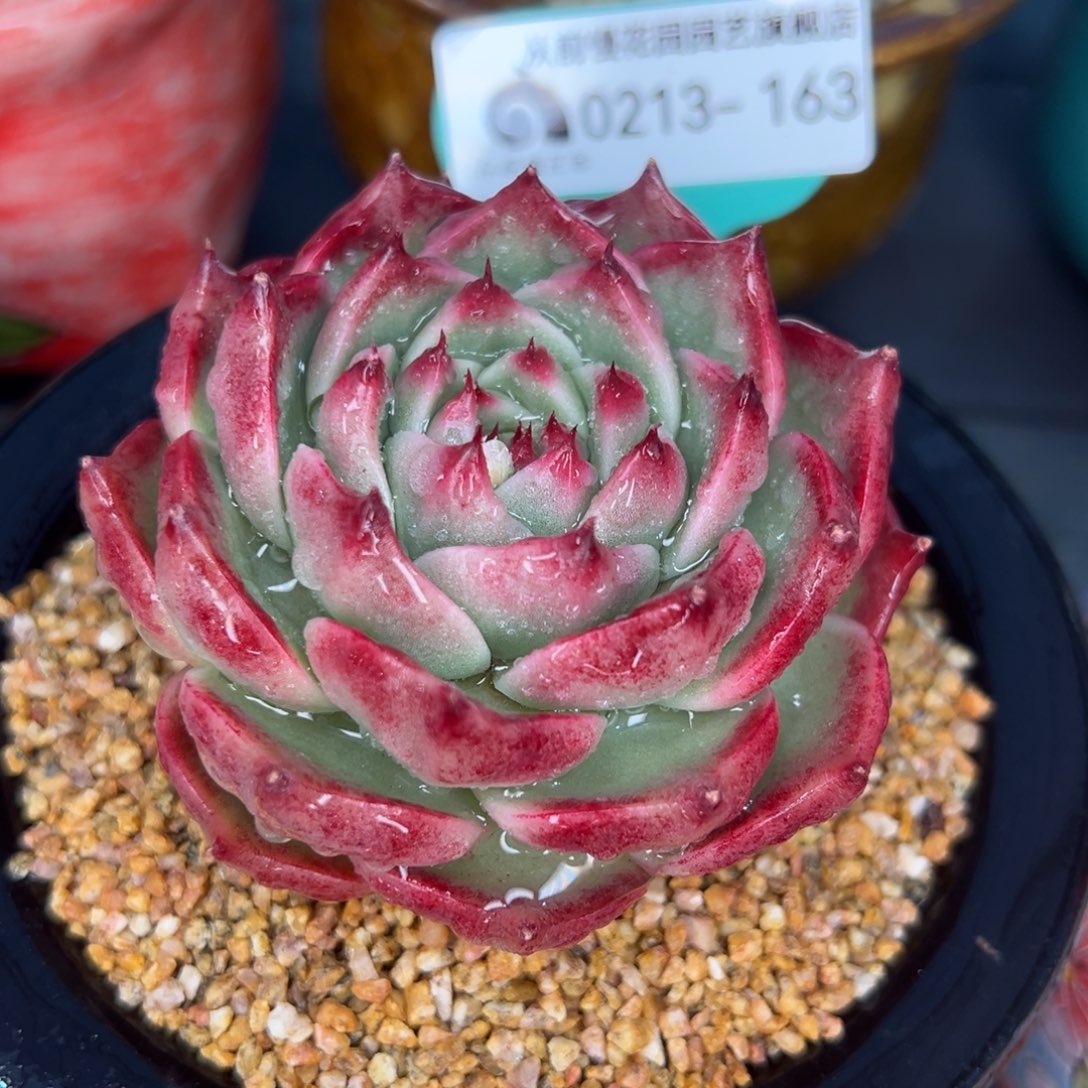 从前慢多肉精选编号0213.163