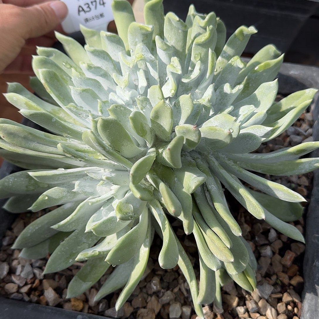 遇***8多肉植物仙女杯A374遇见寄养