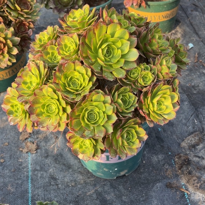 奶白锦多肉植物老桩