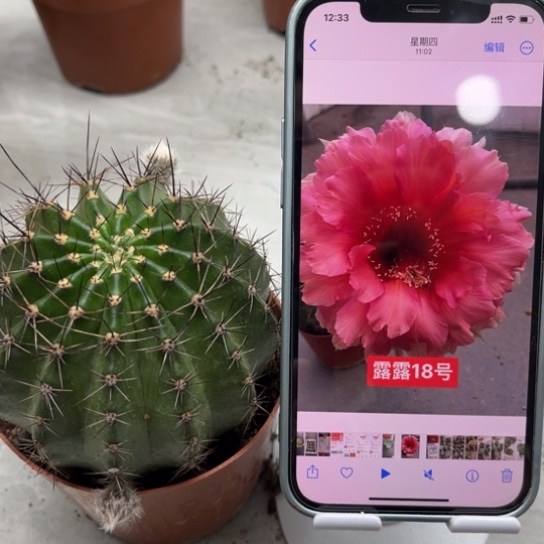 彩草自根18号8公分左右