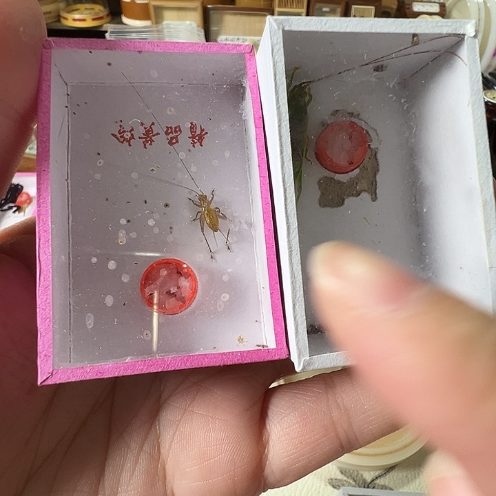 拍下发一只长须瘤突一只短须大黄龄