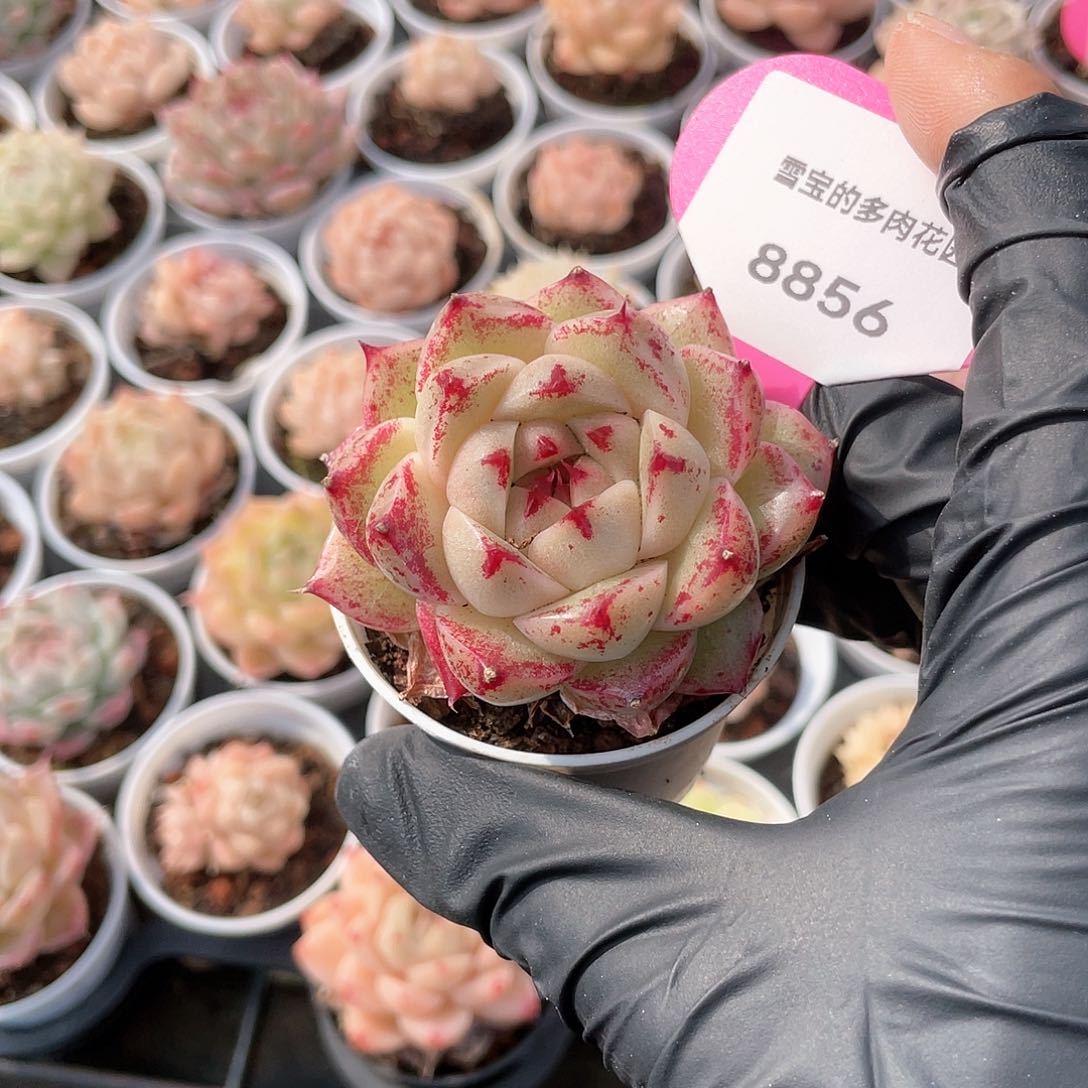 优选麦秆福利8856