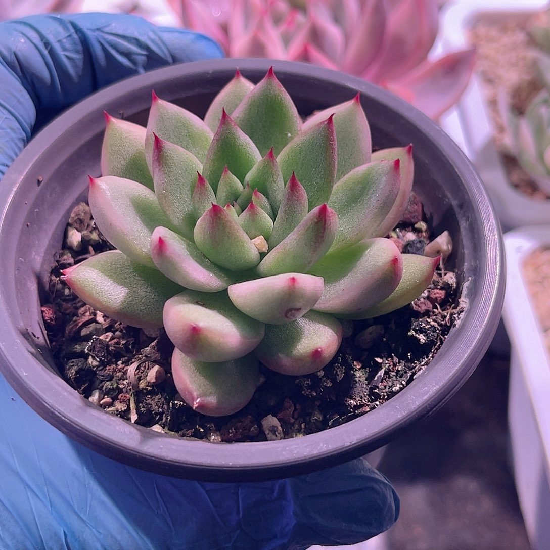 愚***鲁尚品园艺福利锦8274