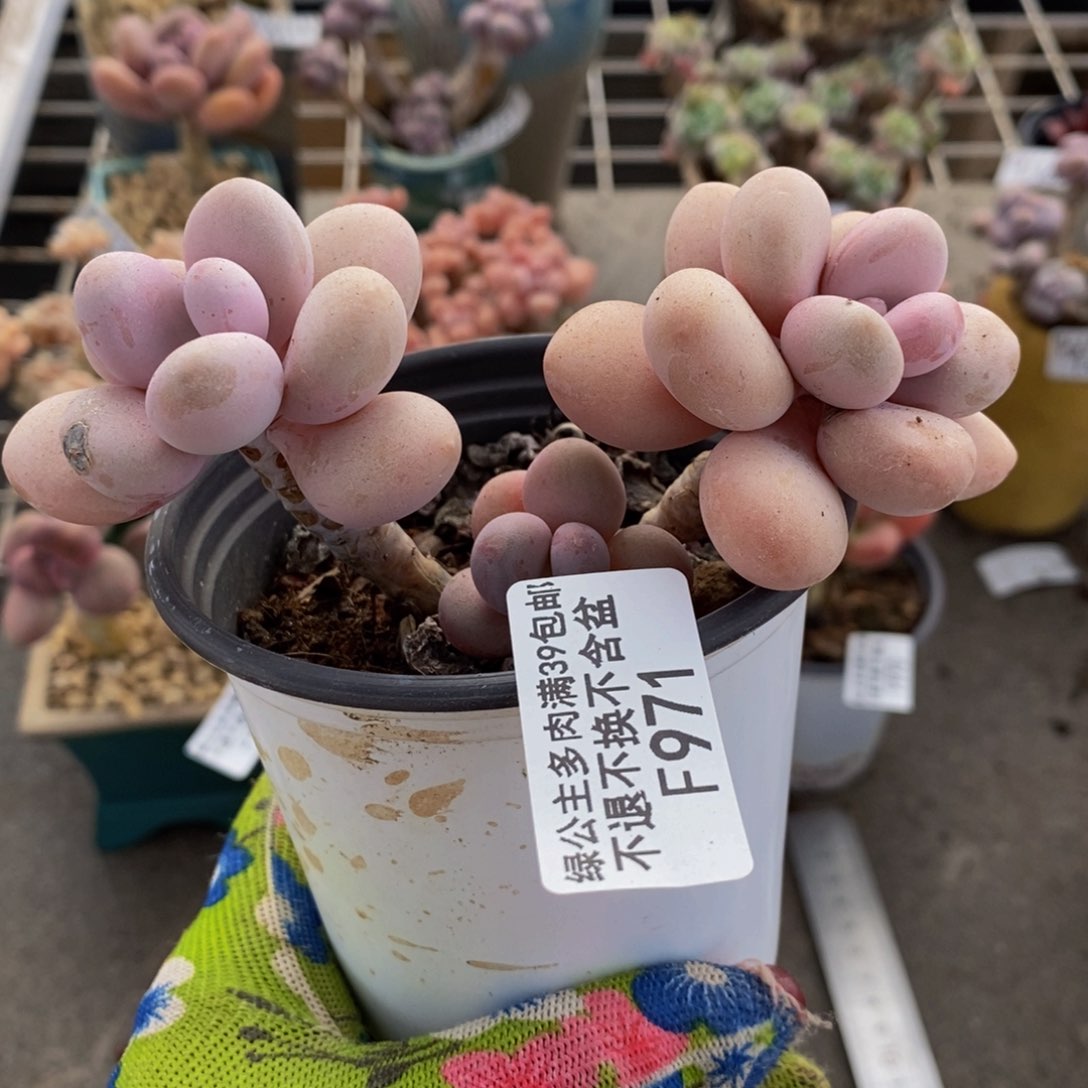 糖果桃蛋971/8cm有伤特kuo