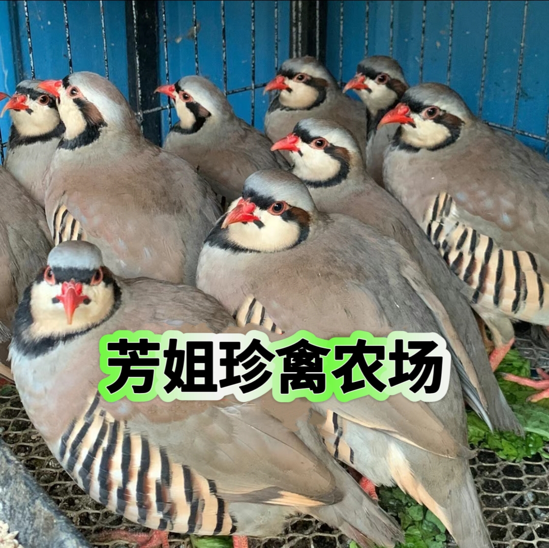 （一公两母）农家自养 精选呱呱鸡 顺丰包邮到家