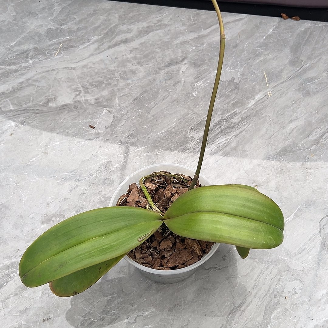 完全开放香阿玛交桑德有灰霉叶子瑕疵