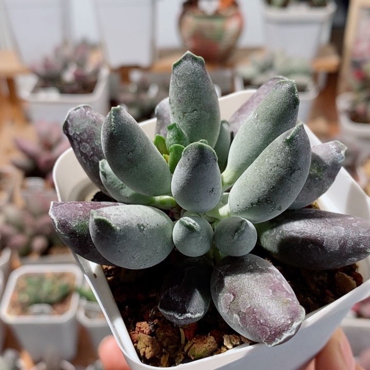 艺妓海豹水泡多肉植物