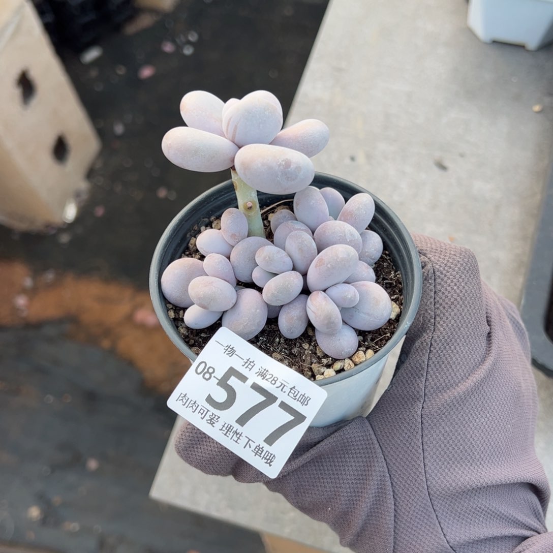 奶酪多肉多肉多肉多