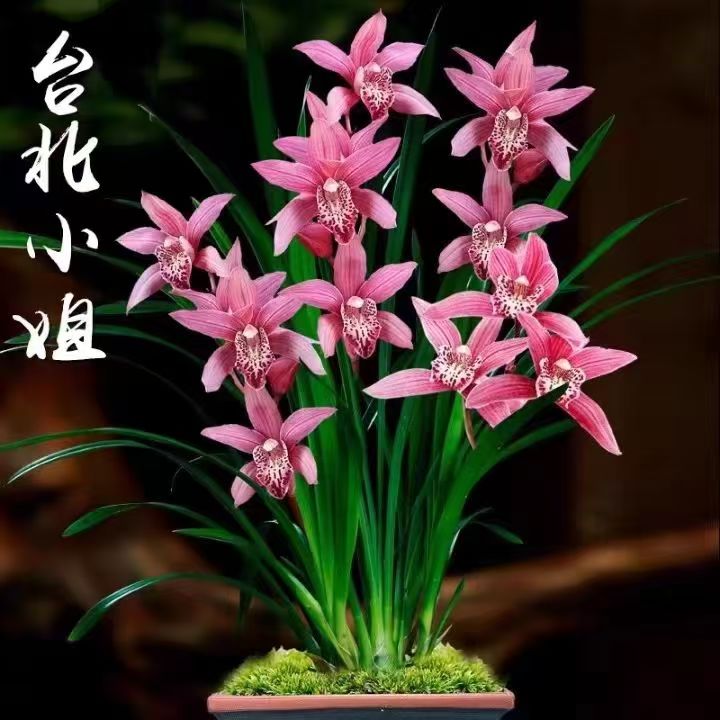 台北小姐建兰客厅正品兰花浓香型花卉复色花一杆多花四季兰兰园