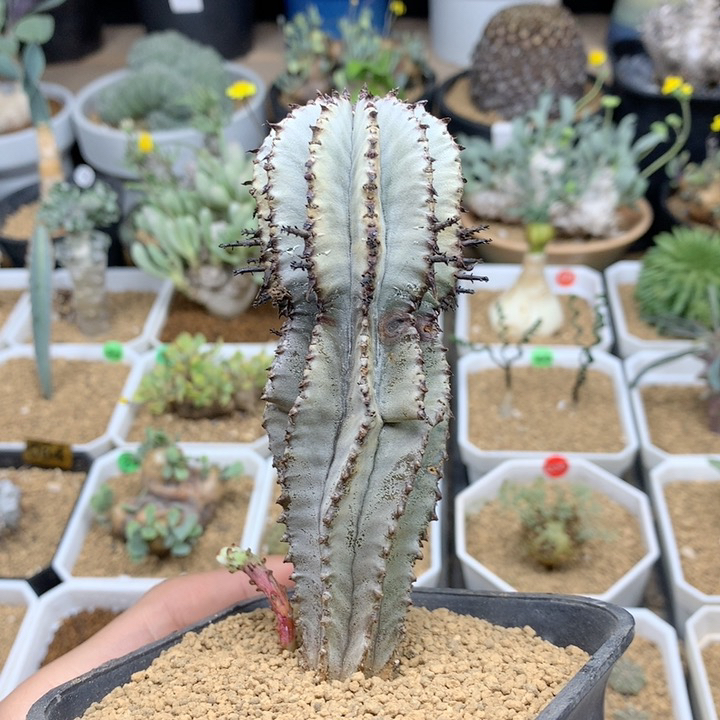 超浓白 白衣魁伟玉脱土