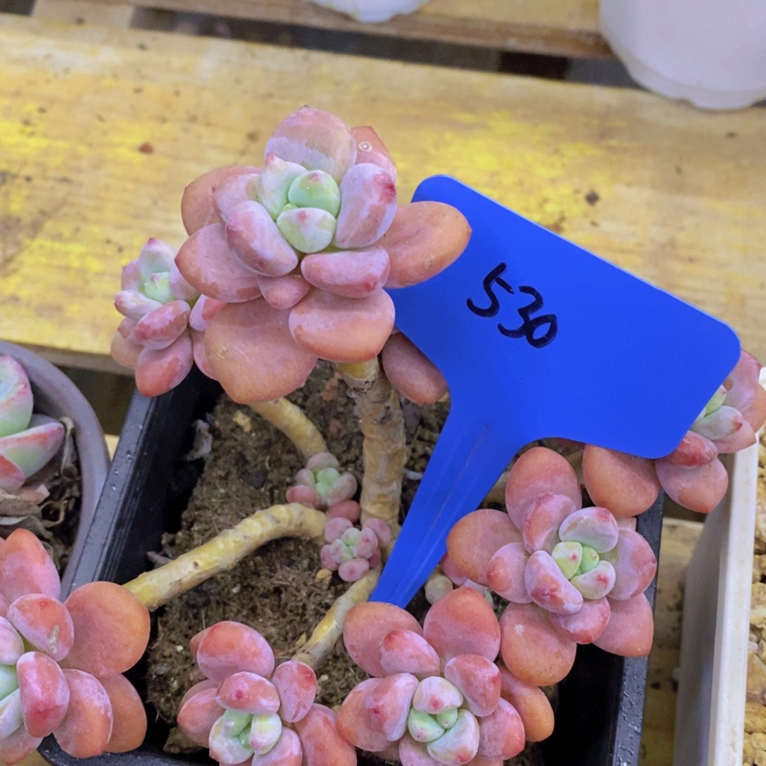 粉丝回馈专场，停播场