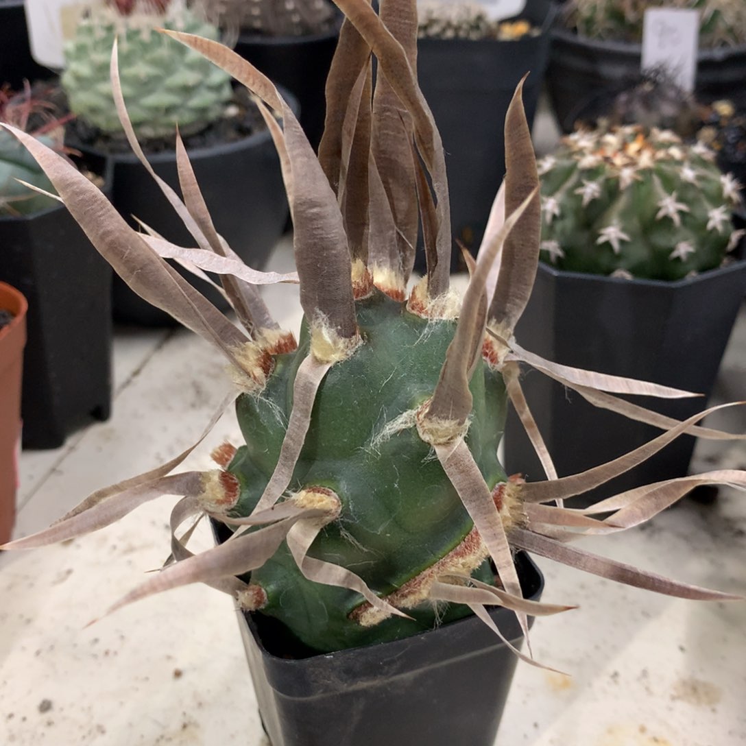 武藏野侧芽无根仙人球