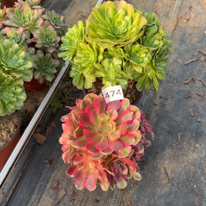 粉女巫，翡翠琉璃多肉断枝不包474