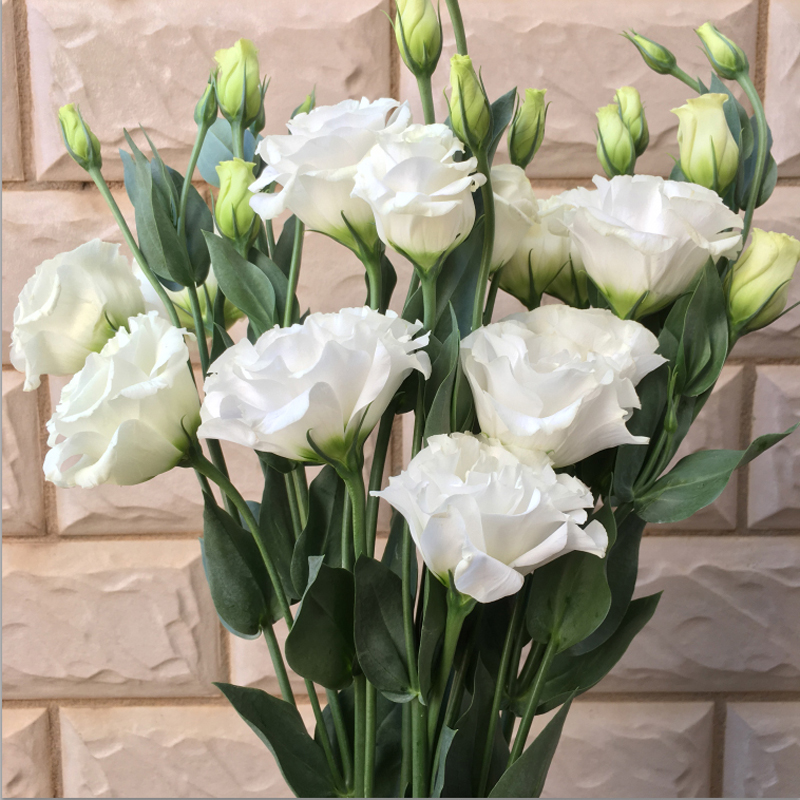 【白色洋桔梗】鲜花花束客厅生日云南昆明直发速递同城母亲节