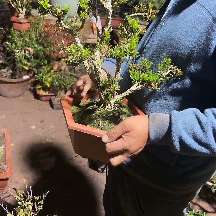 芝***麻无花朵哈哈哈哈哈