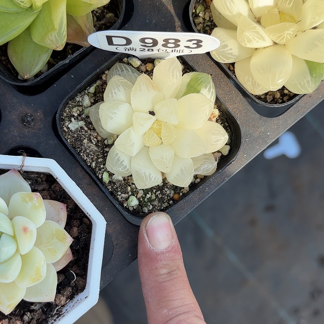 D983姬雨露锦一物一拍