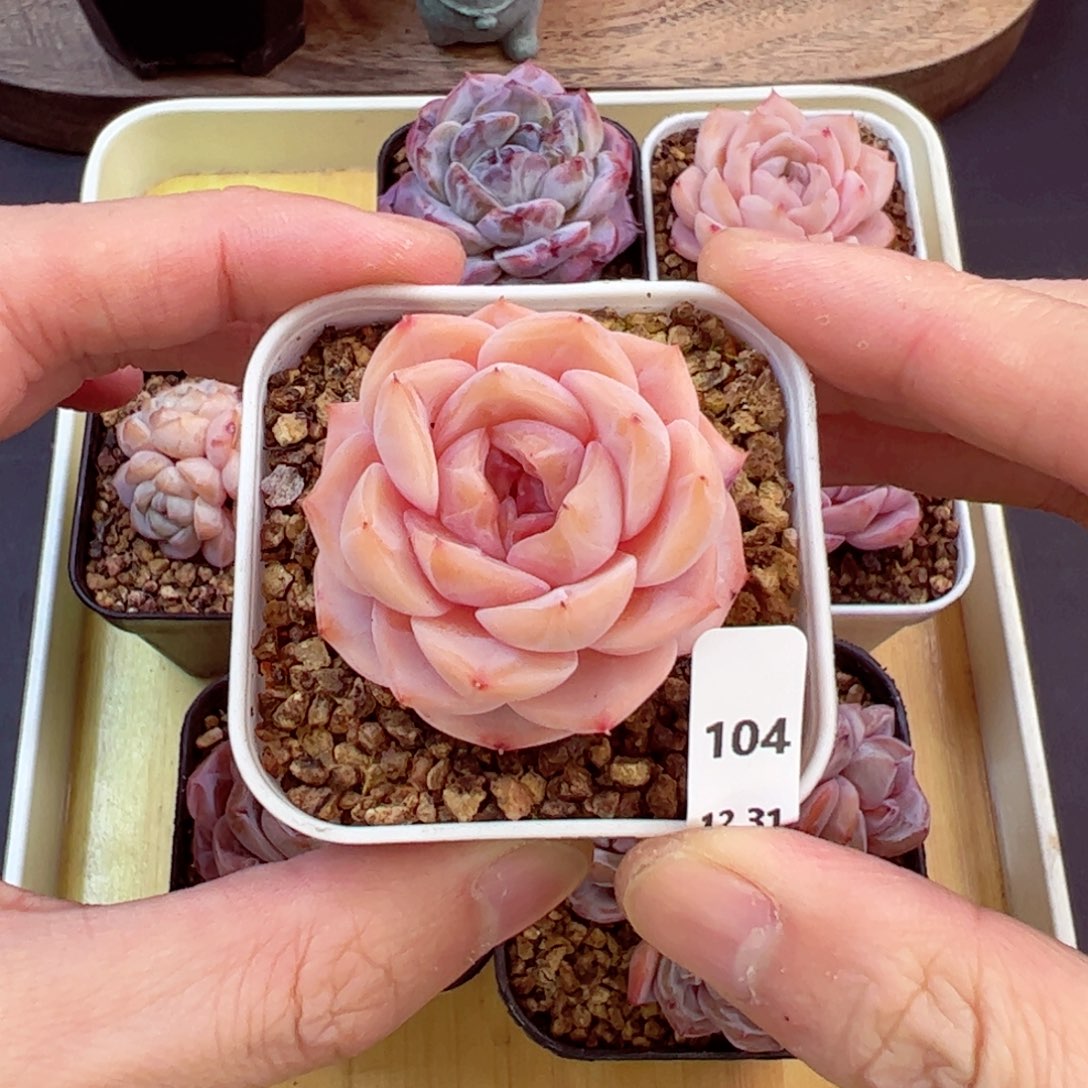 好好看104、哈哈哈哈