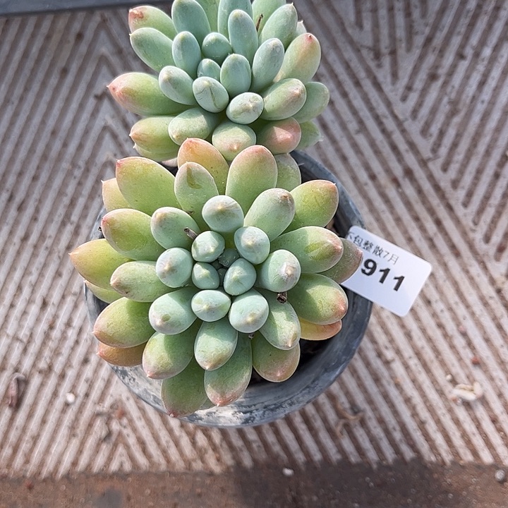 阿雅园艺。     10911奶糖