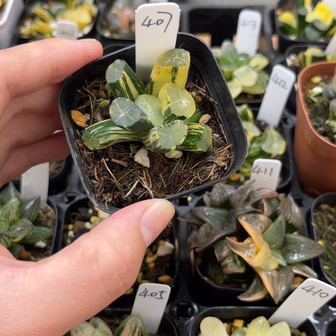 407玉龙万象锦一物一拍