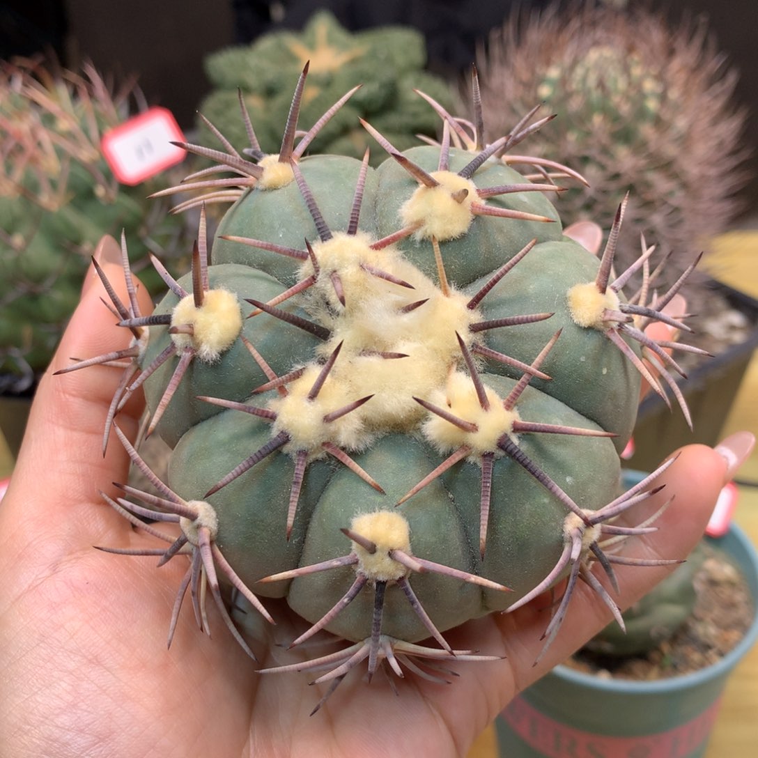      19号 苗接 平丸 整体10公分 无根