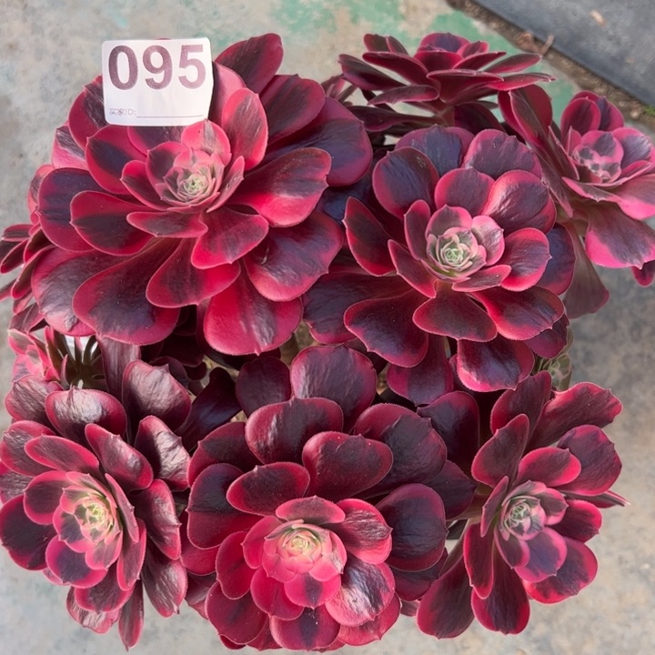 095凤冠25厘米左右有断枝