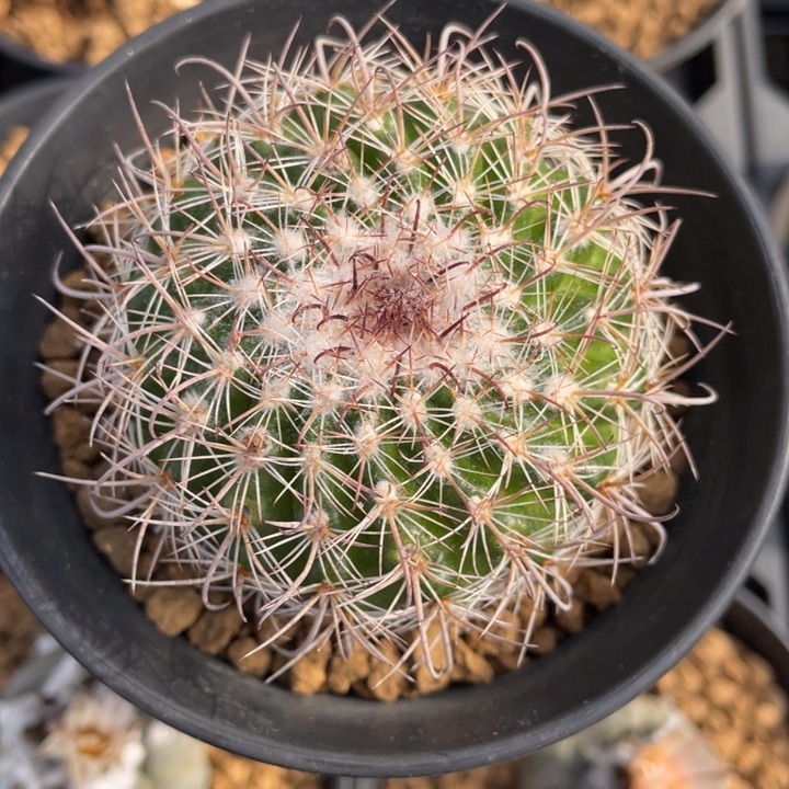 *****魔神          实生根