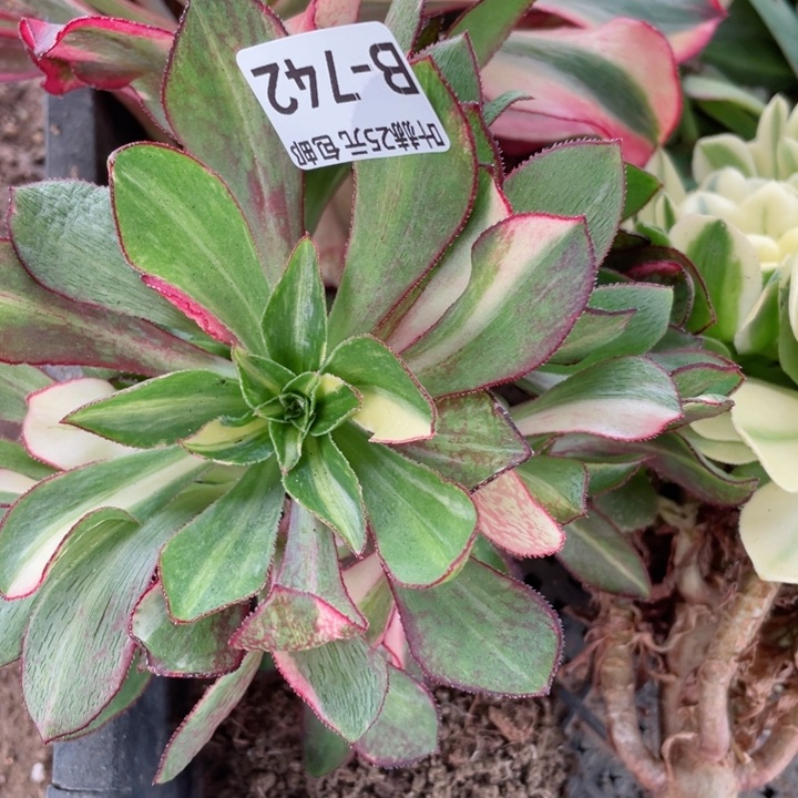 742魅影七彩嫁接多肉12345678