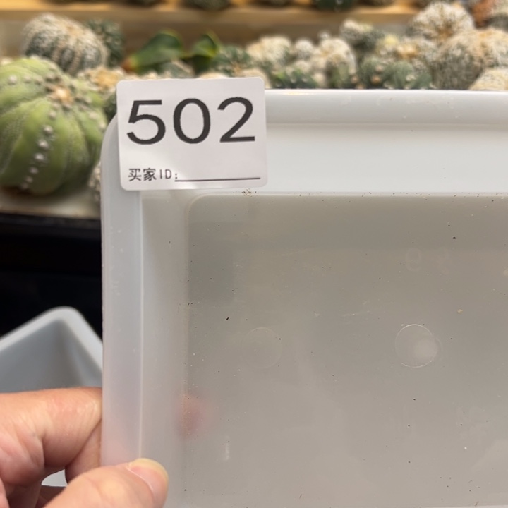 稍***8兜星球仙人球502号
