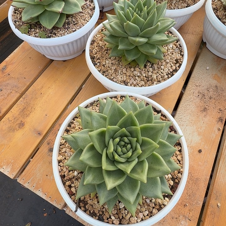 黄金多肉植物专拍