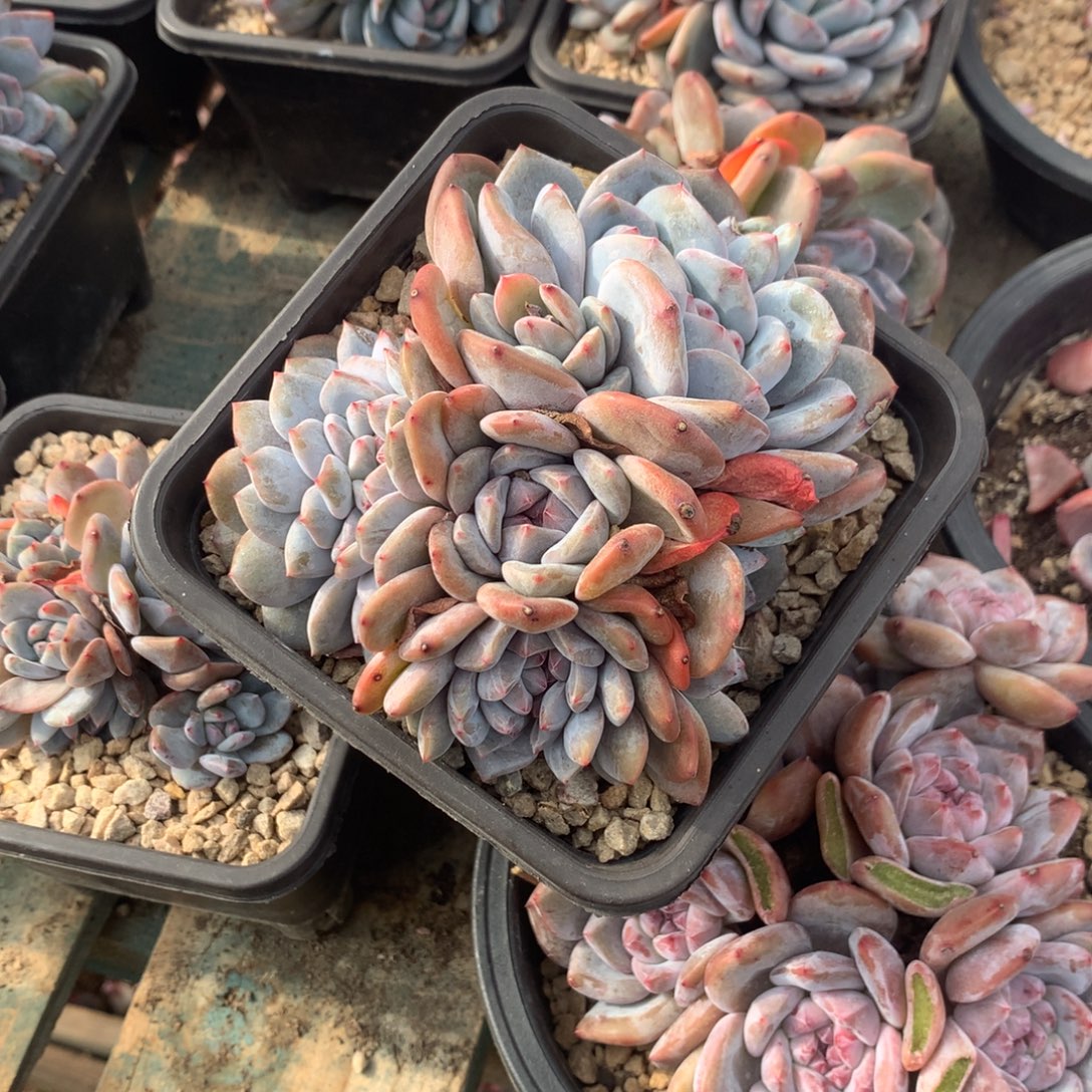 石榴籽绿底带缀花花