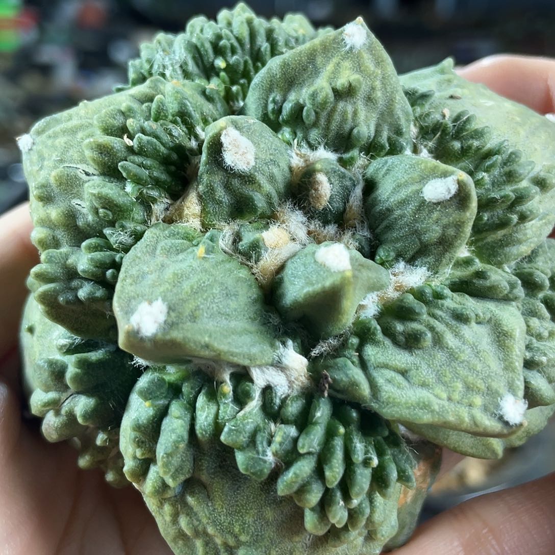 4号8.5cm自根炸村主带暗锦