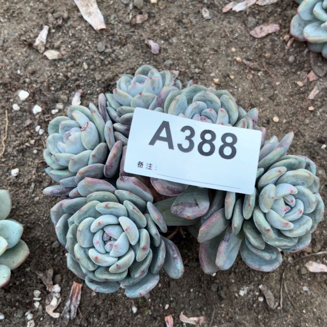 品*388 多肉多肉多肉多肉多肉