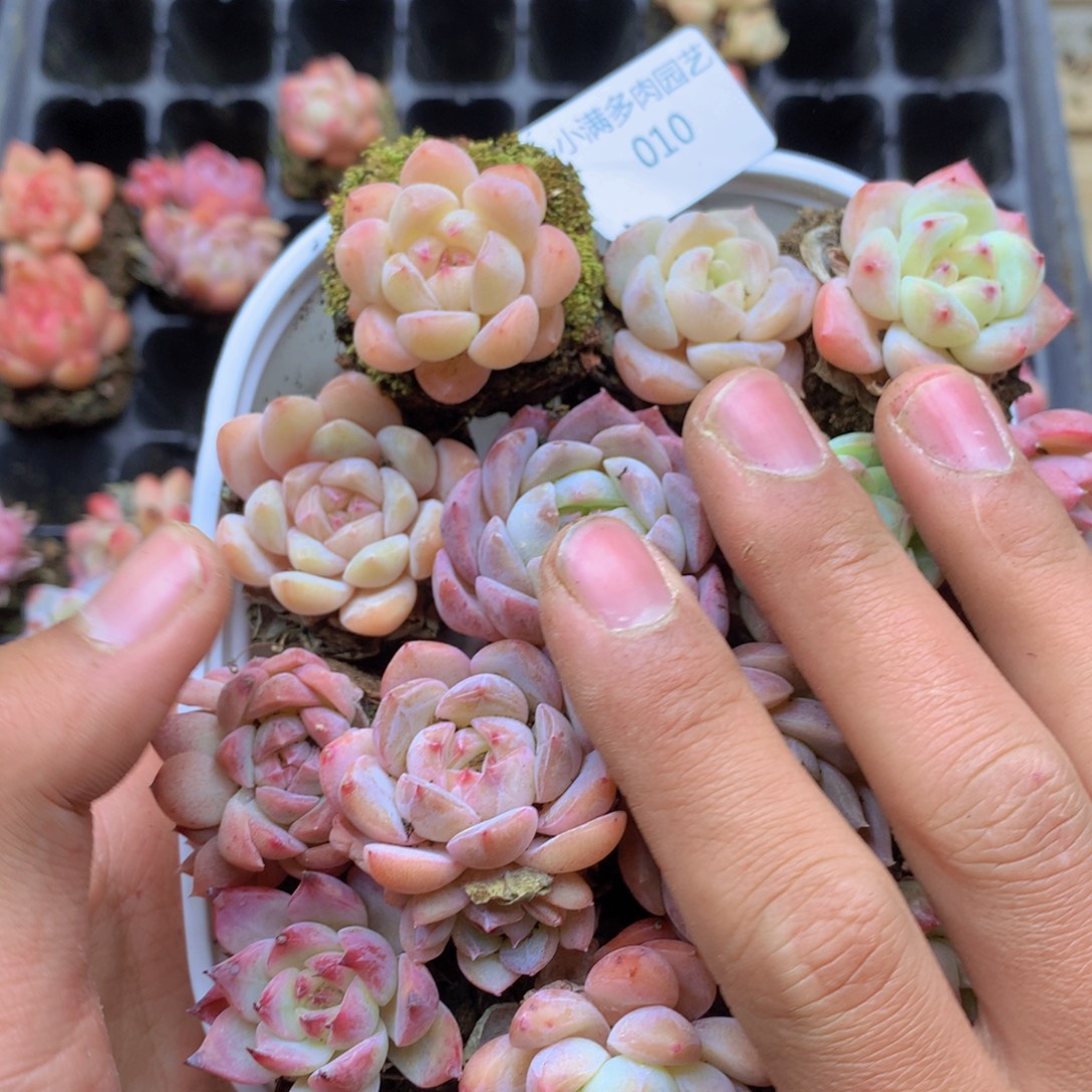 我也不知道怎么办了010