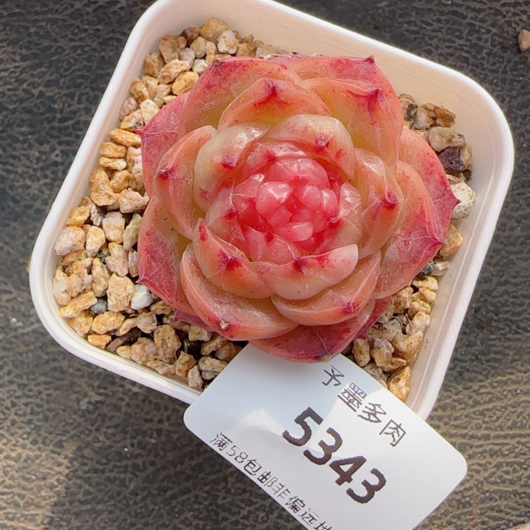 粉山茶，5343多肉