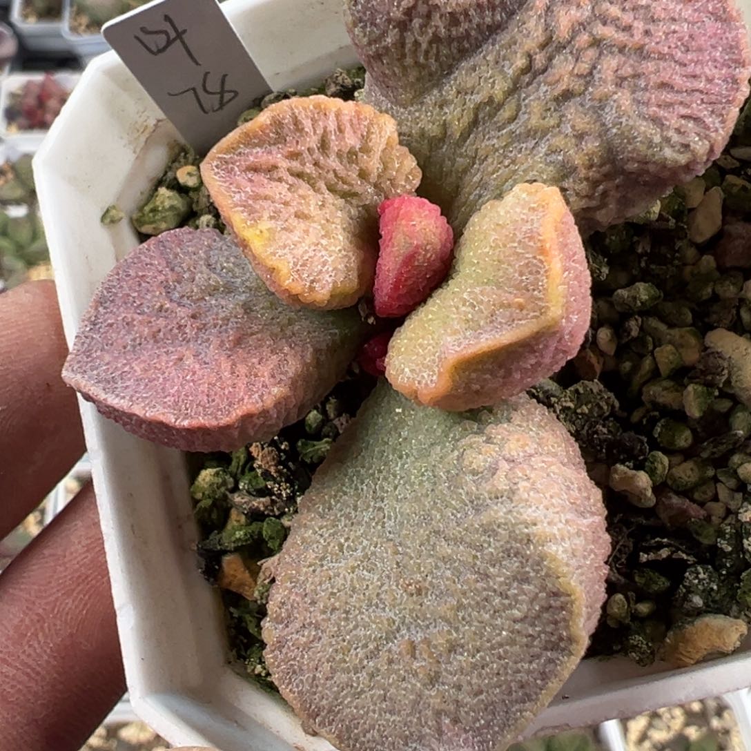 实生新品多肉植物水泡