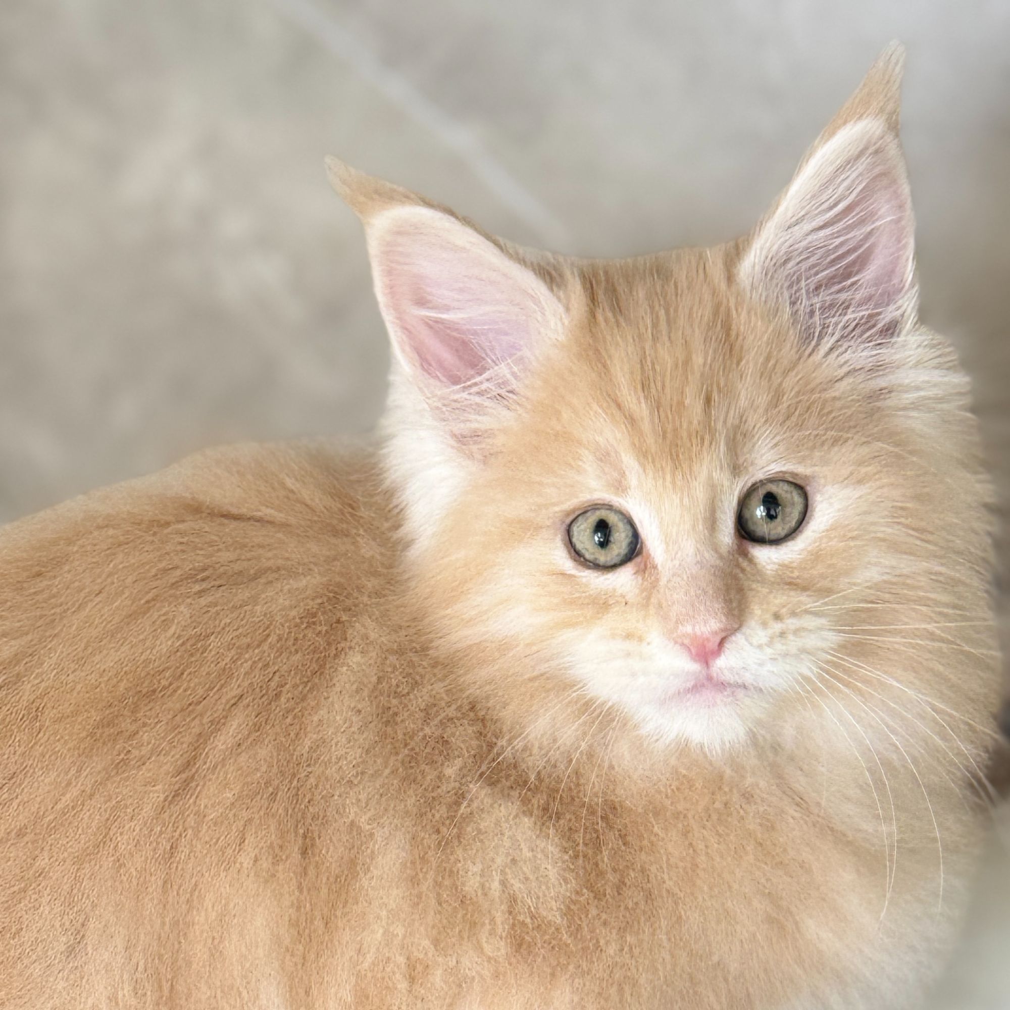 来了姊妹-凯米尔缅因猫 弟弟 1