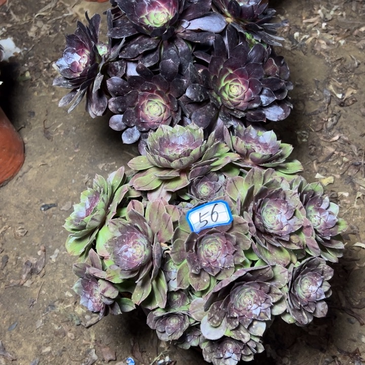 吉***珠多肉植物断枝不包56