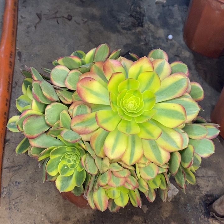 奶白多肉植物9。  