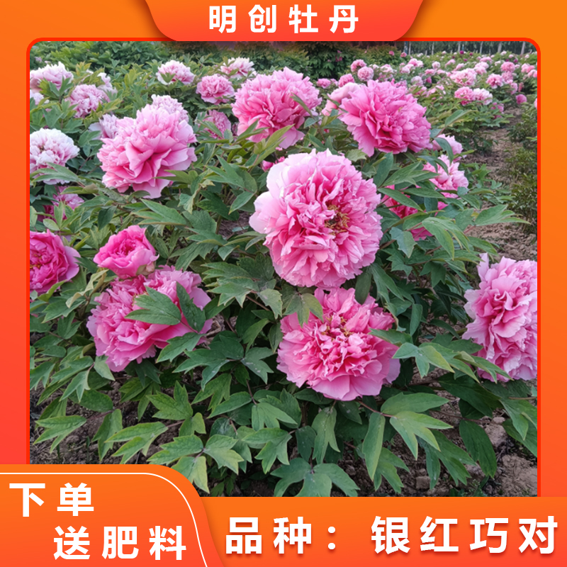 【银红巧对】中矮株形粉色重瓣大花老桩牡丹春季开花庭院种植