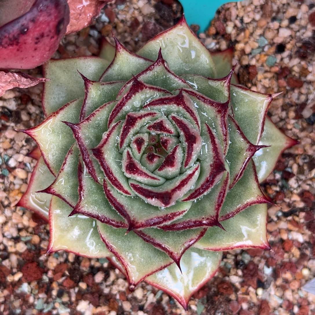 多肉一物一拍0204-349