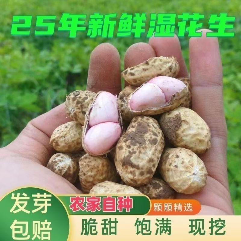 【2025年新货】正宗山东白沙花生现挖现卖特级花生凉拌菜新鲜生花生