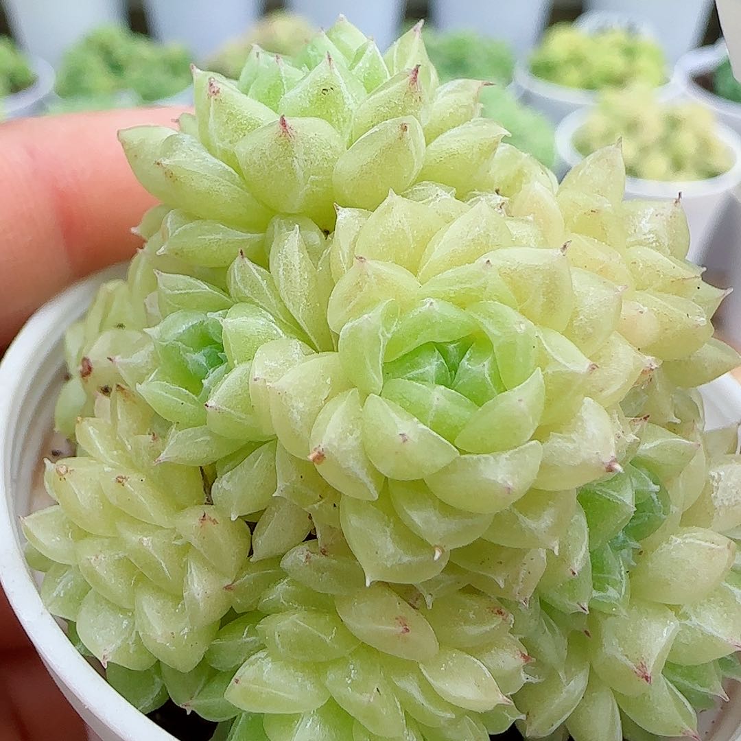 【闪购商品】0529-26钻石纹透麦杆