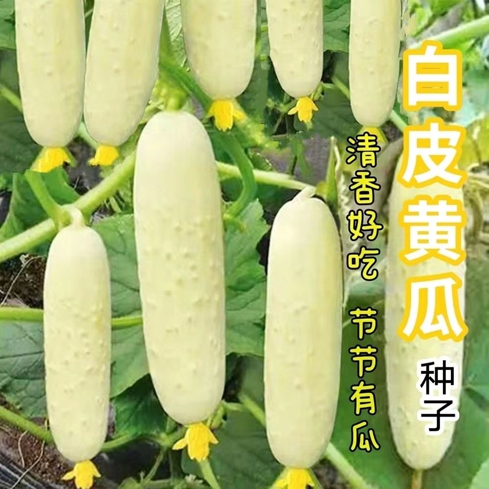 （全店满5元包邮）白皮黄瓜青菜种子老品种白皮黄瓜青菜种子家庭