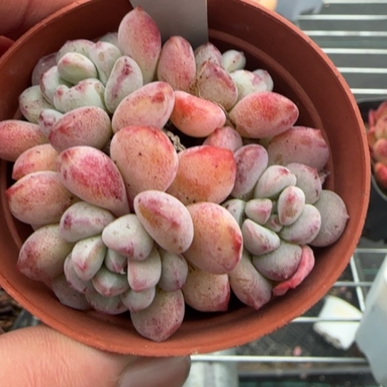 84 一物一拍多肉