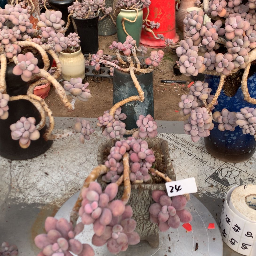 桃蛋老桩不带盆24号