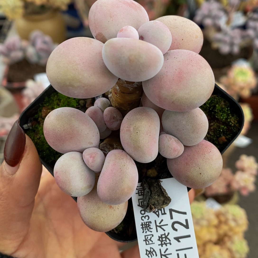 腰子桃蛋127/5v m