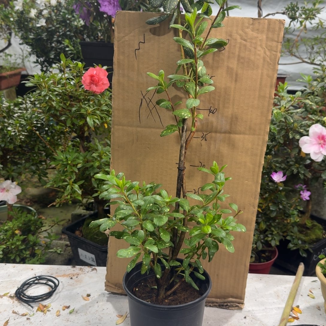 阿***颖完全开放心动黄金杜鹃花